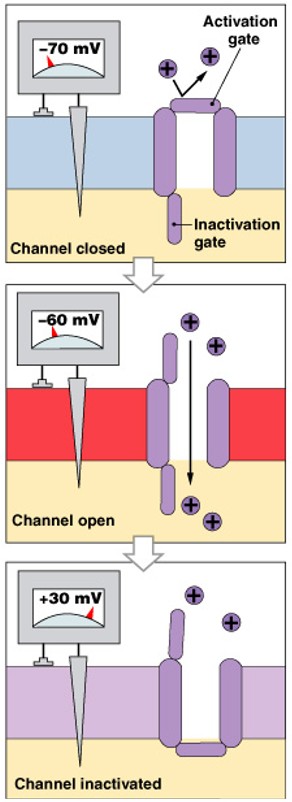 <p>Which class of gated channels is:</p><ul><li><p>Respond to changes in transmembrane potential</p></li><li><p>Found in neural axons, skeletal muscle sarcolemma cardiac muscle</p></li></ul><p></p>
