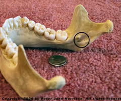 <p>side hole of the jaw on the inside</p>