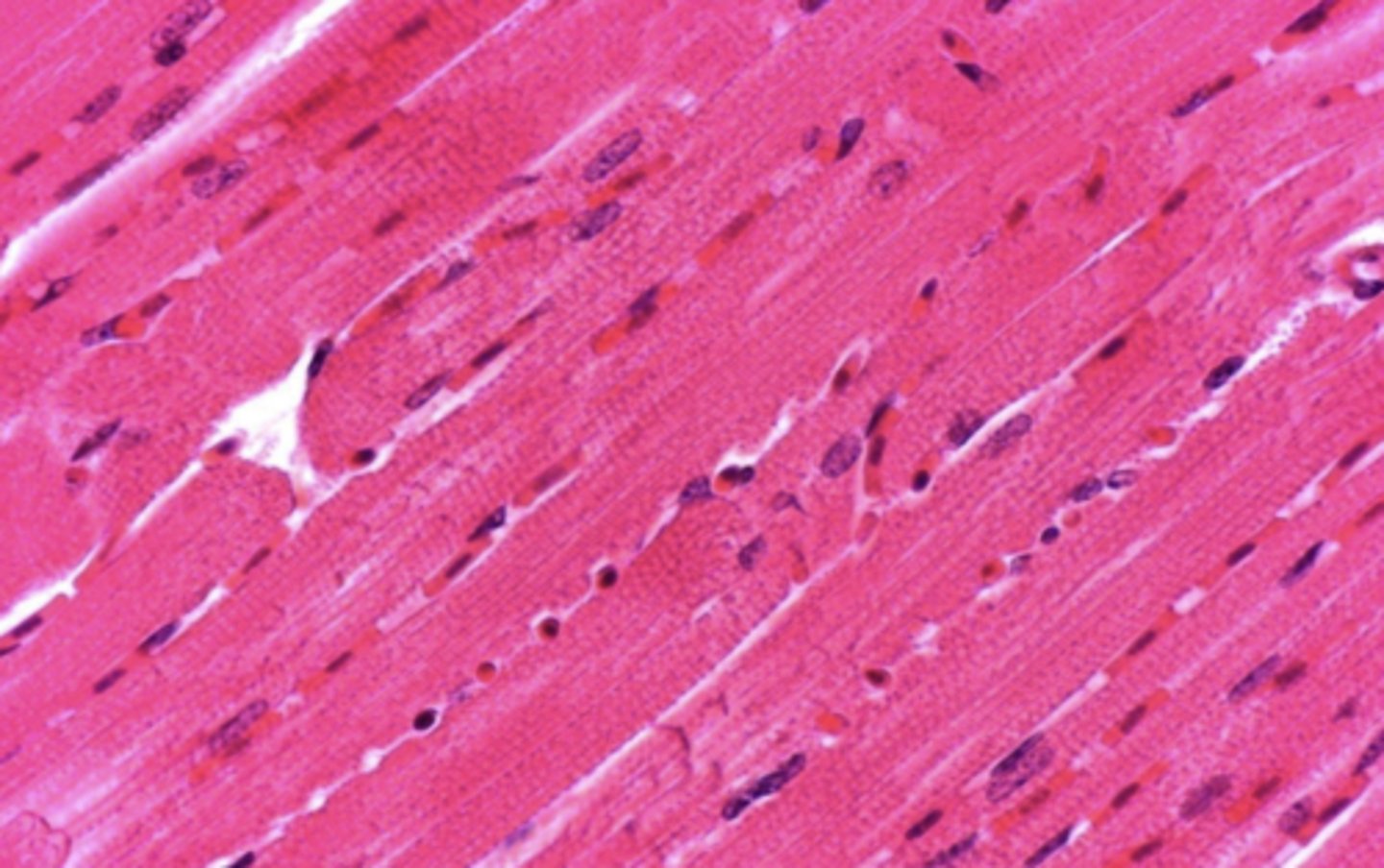 <p>what type of muscle tissue is this?</p>