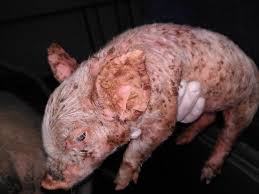 <p><span><span>Staphylococcosis is any infection or disease caused by members of the genus staphylococcus. </span></span></p><ul><li><p><span><em><mark data-color="red" style="background-color: red; color: inherit;"><span>S. aureus</span></mark><span> </span></em><span>– local skin disease and systemic diseases</span></span></p></li><li><p><span><em><mark data-color="red" style="background-color: red; color: inherit;"><span>S. hyicus</span></mark><span> </span></em><span>– exudative epidermittis of swine</span></span></p></li><li><p><span><em><mark data-color="red" style="background-color: red; color: inherit;"><span>S. intermedius - dogs</span></mark></em></span></p></li></ul><p><span><span>Most staphylococcus are harmless and is a part of normal skin microflora, may enter through cuts, can spread in the body and produce toxins like hemolysin, enterotoxin and various enzymes</span></span></p><p></p><ol><li><p><span><strong><u><mark data-color="blue" style="background-color: blue; color: inherit;"><span>Exudative epidermitis of pigs</span></mark></u></strong></span></p></li></ol><p><span><strong><span>Caused by: </span></strong><em><mark data-color="red" style="background-color: red; color: inherit;"><span>Staphylococcus hyicus</span></mark></em></span></p><p><span><strong><span>Susceptible species:</span></strong><span> Pigs</span></span></p><p><span><strong><span>Transmission: </span></strong></span></p><ul><li><p><span><span>Spread by contact and typically </span><mark data-color="red" style="background-color: red; color: inherit;"><span>enters skin wounds</span></mark><span> or by parasites. </span></span></p></li><li><p><span><span>Very contagious.</span></span></p></li></ul><p></p><p><strong>Clinical signs:</strong></p><ul><li><p><span><strong><span>Peracute</span></strong><span>:</span></span></p></li></ul><p><span><span>→ Affect </span><mark data-color="red" style="background-color: red; color: inherit;"><span>sucklings</span></mark></span></p><p><span><span>→ Erythema, pain, anorexia, dehydration</span></span></p><p><span><span>→ </span><mark data-color="red" style="background-color: red; color: inherit;"><span>Greasy exudate from eyes, ears and abdomen</span></mark></span></p><p><span><span>→ </span><mark data-color="red" style="background-color: red; color: inherit;"><span>Death within 48h</span></mark></span></p><p><span><span>→ No pruritus!!</span></span></p><ul><li><p><span><strong><span>Acute</span></strong><span>: </span></span></p></li></ul><p><span><span>→ similar to peracute + </span><mark data-color="red" style="background-color: red; color: inherit;"><span>skin thickening and crusting.</span></mark><span> </span></span></p><p><span><span>→ </span><mark data-color="red" style="background-color: red; color: inherit;"><span>Death within 4-8 days.</span></mark></span></p><ul><li><p><span><strong><span>Chronic</span></strong><span>: sporadic, </span><mark data-color="red" style="background-color: red; color: inherit;"><span>50-70% mortality</span></mark></span></p></li></ul><p></p><p><strong>Diagnosis:</strong></p><ul><li><p><span><mark data-color="red" style="background-color: red; color: inherit;"><span>Skin scrapings and biopsy. </span></mark></span></p></li><li><p><span><span>Many diff. dg like parakeratosis, scabies, pox and dermatomycosis.</span></span></p></li></ul><p><strong>Prevention and treatment:</strong></p><ul><li><p><span><mark data-color="red" style="background-color: red; color: inherit;"><span>Isolation of youngs from sows,</span></mark><span> cleaning and disinfection,</span></span></p></li><li><p><span><span>ATB (less effective in animals up to 10 days)</span></span></p></li><li><p><span><span> No vaccine!</span></span></p></li></ul><p></p><ol start="2"><li><p><span><strong><u><mark data-color="blue" style="background-color: blue; color: inherit;"><span>Tick pyemia of lambs</span></mark></u></strong></span></p></li></ol><p><span><strong><span>Caused by:</span></strong><em><span> </span><mark data-color="red" style="background-color: red; color: inherit;"><span>Staphylococcus aureus</span></mark></em></span></p><p><span><strong><span>Susceptible species: </span></strong><span>Sheep</span></span></p><p><span><strong><span>Epizootology:</span></strong><span> </span></span></p><ul><li><p><span><span>Occurrence in area with </span><mark data-color="red" style="background-color: red; color: inherit;"><span>ticks, </span></mark><em><mark data-color="red" style="background-color: red; color: inherit;"><span>ixodes Ricinus</span></mark></em><mark data-color="red" style="background-color: red; color: inherit;"><span>. </span></mark></span></p></li><li><p><span><span>Seasonal incidence.</span></span></p></li></ul><ul><li><p><span><span>Predisposition factor: tickborne fever caused by </span><em><span>Anaplasma phaocytophilum</span></em><span> → immunosuppression → higher susceptibility to </span><em><span>S. aureus</span></em><span>.</span></span></p></li></ul><p><strong>Clinical signs: </strong></p><ul><li><p><span><mark data-color="red" style="background-color: red; color: inherit;"><span>Septicemia, sudden death</span></mark></span></p></li><li><p><span><span>Local infection, </span><mark data-color="red" style="background-color: red; color: inherit;"><span>arthritis, meningitis</span></mark></span></p></li><li><p><span><span>Crippling, </span><mark data-color="red" style="background-color: red; color: inherit;"><span>lameness, paralysis</span></mark></span></p></li><li><p><span><mark data-color="red" style="background-color: red; color: inherit;"><span>Abscesses</span></mark><span> in internal organs, joints and meninges</span></span></p></li></ul><p></p><p><strong>Diagnosis, treatment:</strong></p><ul><li><p><span><span>Skin sample</span></span></p></li><li><p><span><span>Tick control, </span><mark data-color="red" style="background-color: red; color: inherit;"><span>preventative ATB </span></mark><span>application in 1-3w and 5-7w of life. </span></span></p></li><li><p><span><span>If clinical signs appear, treatment is not effective.</span></span></p></li></ul><p></p><ol start="3"><li><p><span><strong><u><mark data-color="blue" style="background-color: blue; color: inherit;"><span>Staphylococcosis of dogs and cats</span></mark></u></strong></span></p></li></ol><ul><li><p><span><em><mark data-color="red" style="background-color: red; color: inherit;"><span>Staphylococcus intermedius</span></mark><span> </span></em><span>(dogs)</span></span></p></li><li><p><span><em><mark data-color="red" style="background-color: red; color: inherit;"><span>S. felis, S. simulans </span></mark></em><span>(cats) </span></span></p></li><li><p><span><span>Dogs and cats.</span></span></p></li><li><p><span><span>Sporadic in</span><mark data-color="red" style="background-color: red; color: inherit;"><span> immunosuppressed individuals.</span></mark></span></p></li><li><p><span><strong><span>Transmission: </span></strong><span>Through damaged skin and mucosa.</span></span></p></li><li><p><span><strong><span>Clinical signs:</span></strong></span></p></li></ul><p><span><span>→ A </span><mark data-color="red" style="background-color: red; color: inherit;"><span>purulent exudative inflammation </span></mark><span>in skin, ears, eyes, respiratory and urogenital system.</span></span></p><p><span><mark data-color="red" style="background-color: red; color: inherit;"><span>→ Skin abscesses</span></mark></span></p><p><span><mark data-color="red" style="background-color: red; color: inherit;"><span>→ Otitis, pyoderma</span></mark></span></p><p><span><mark data-color="red" style="background-color: red; color: inherit;"><span>→ Endocarditis, bronchopneumonia,</span></mark><span> UGT</span></span></p><p></p><p><span><strong><span>Diagnosis, treatment:</span></strong></span></p><p><span><span>Bacteriology, skin scraping, ATB</span></span></p><p></p>