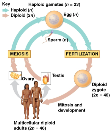 <p>Fertilization</p>