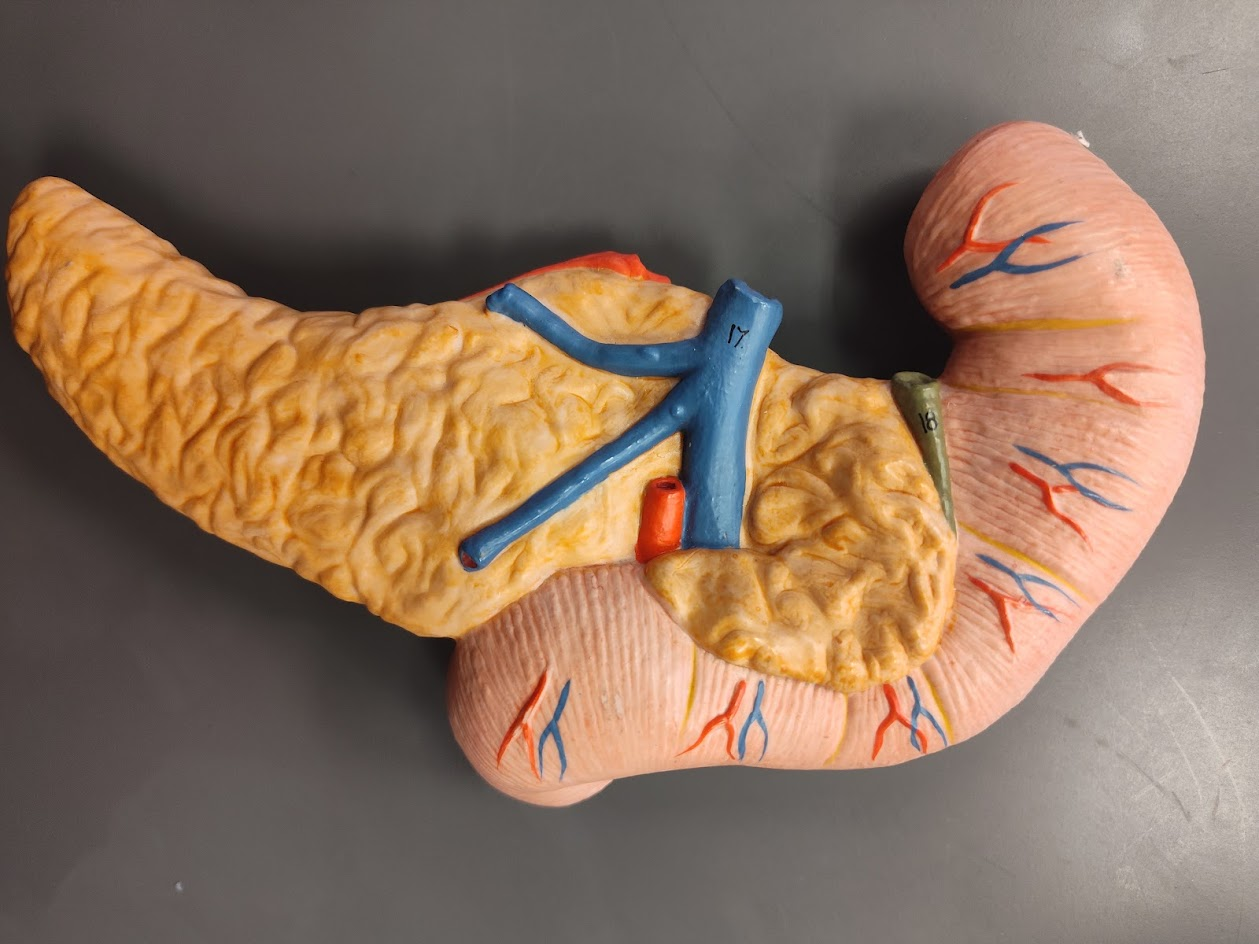 <p>bile duct </p>