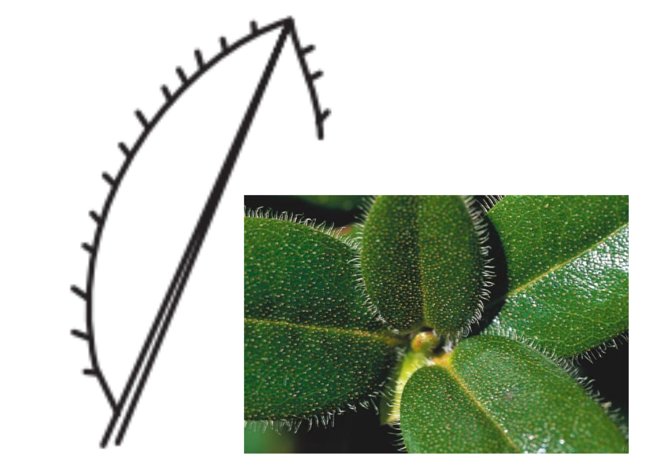 <p>Leaf margin</p>