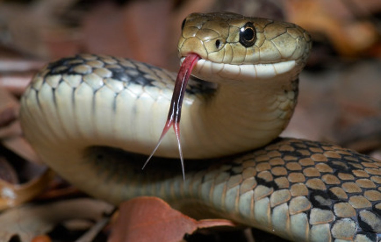 <p>serpent, snake</p>