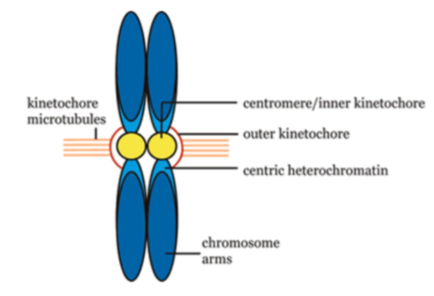 <p>inner kinetochore<br>outer kinetochore<br>kinetochore microtubules</p>