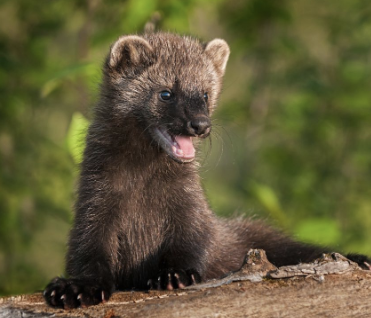 <ul><li><p>second largest member of weasel family in N.A</p></li><li><p>diet: variety of foods; fruit to rodents to birds</p><ul><li><p>one of few predators of porcupine</p></li></ul></li><li><p>nocturnal</p></li><li><p>active year-round</p></li><li><p>increasing fires destroying their habitat → dispersal forced</p></li><li><p>predators: bobcats & mountain lions</p></li><li><p>management strategies: </p><ul><li><p>retain diversity of dead/dying woody material including old trees with holes - make dens</p></li><li><p>minimize fragmentation</p></li><li><p>release and maintain wild apple trees - fishers like apples</p></li></ul></li></ul><p></p>