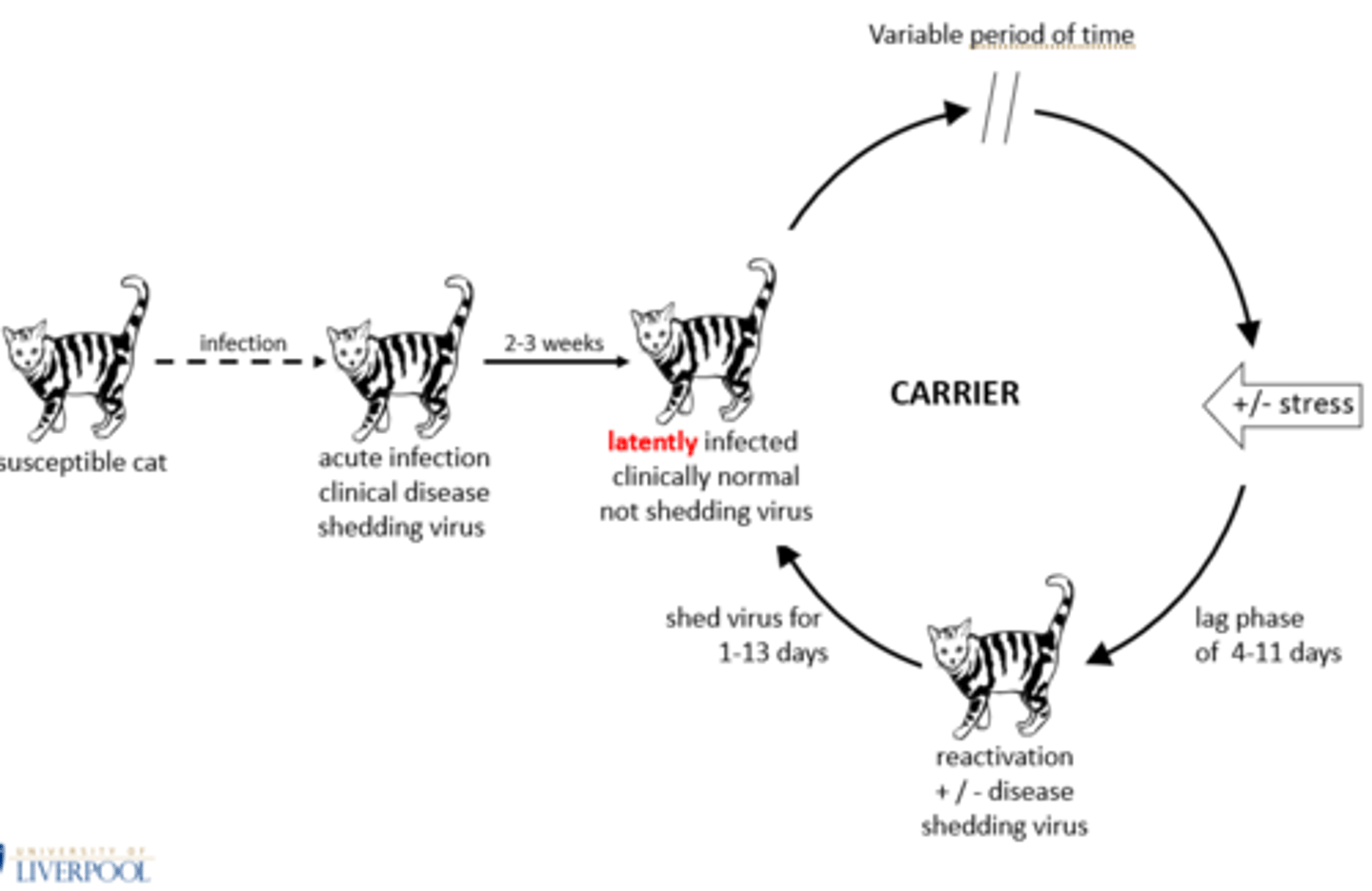 <p>FCV:</p><p>-30 days</p><p>-Most self-cure</p><p>-Most continually </p><p>shed virus</p><p>-75 day 1/2 life</p><p>-Dont present with clinical disease</p><p>FHV:</p><p>-Life-long</p><p>-Have intermittent reactivation (shedding but clinically normal)</p><p>-Typical latent infection</p><p>-Recrudescence (shedding but clinically unwell)</p>