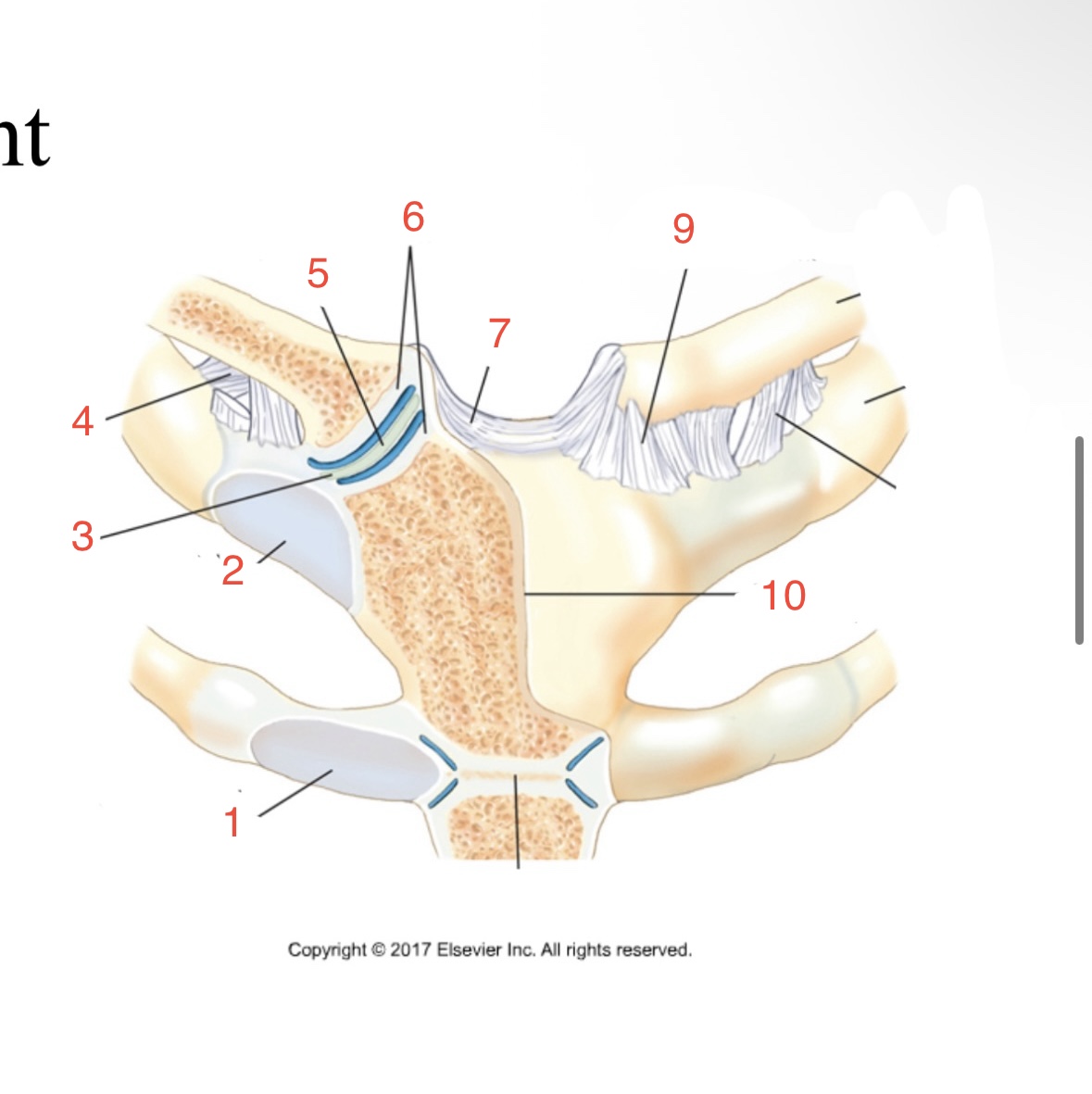 <p>blank line between clavicle and first rib&nbsp;</p>