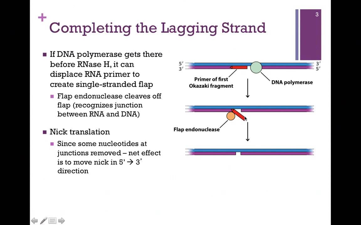 <p>DNA ligase</p>