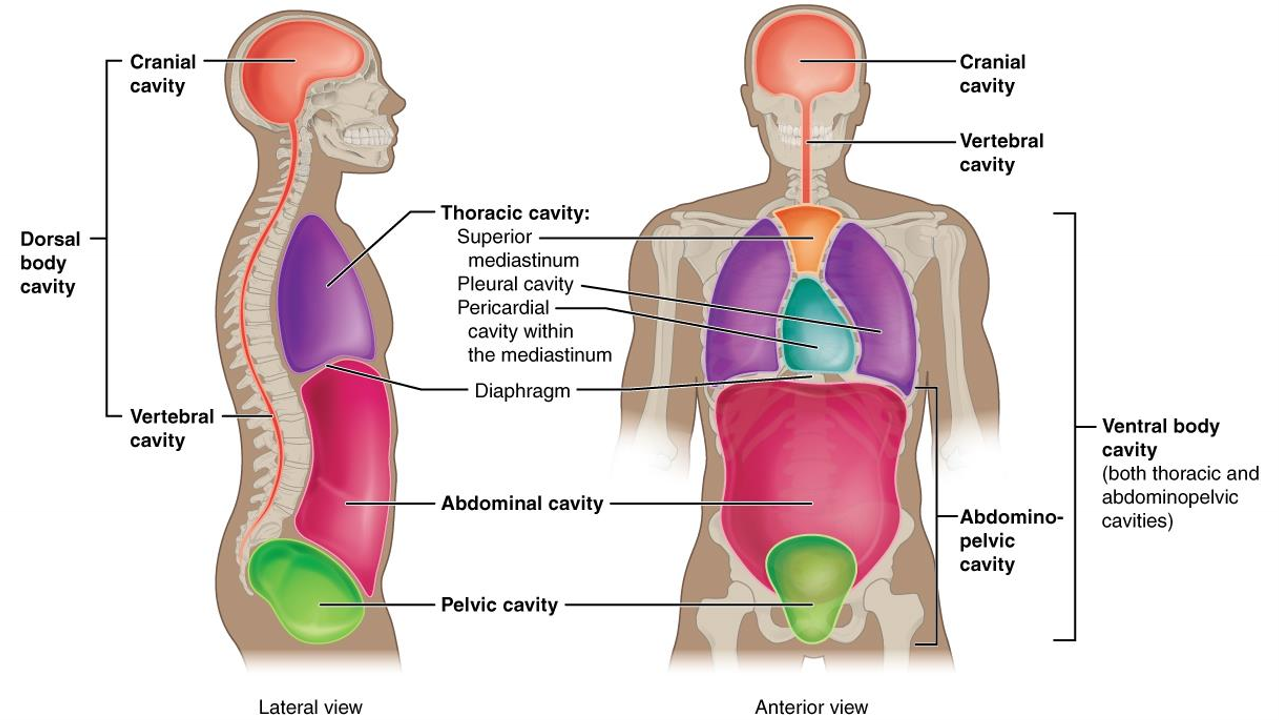 <p>What is the thoracic cavity?</p>