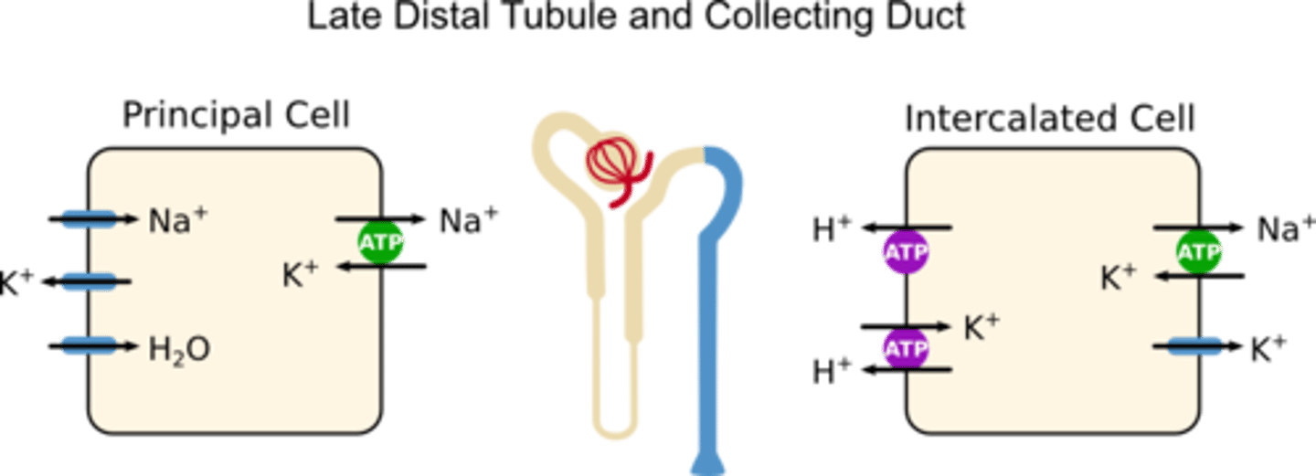 <p>conducting duct cells that adjust urine to regulate body's water, Na⁺, and K⁺ balance</p>
