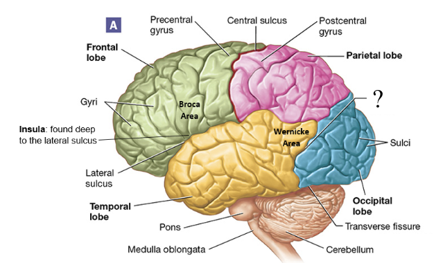 <p>shallow groove found between the parietal and occipital lobes</p>
