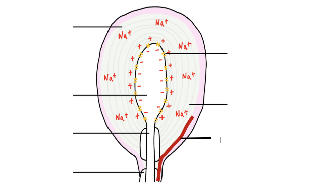<p>What is the structure of a Pacinian Corpuscle? (label diagram)</p>