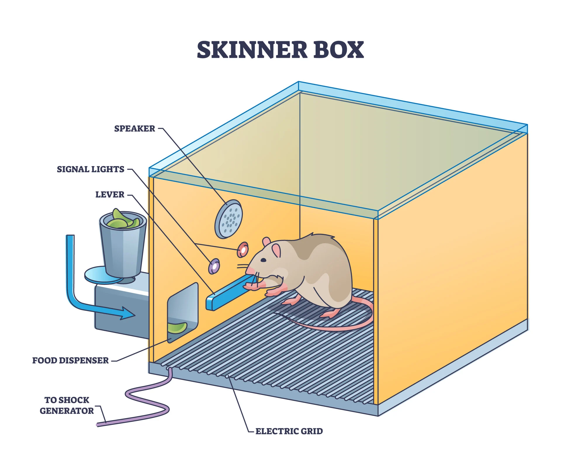 <ul><li><p>Rats put in ‘Skinner’s box’</p></li><li><p>Every time rat activated a lever, it was rewarded with food pellet</p></li><li><p>Rat would continue behaviour to get more food and avoid electric shock (unpleasant stimulus)</p></li></ul>