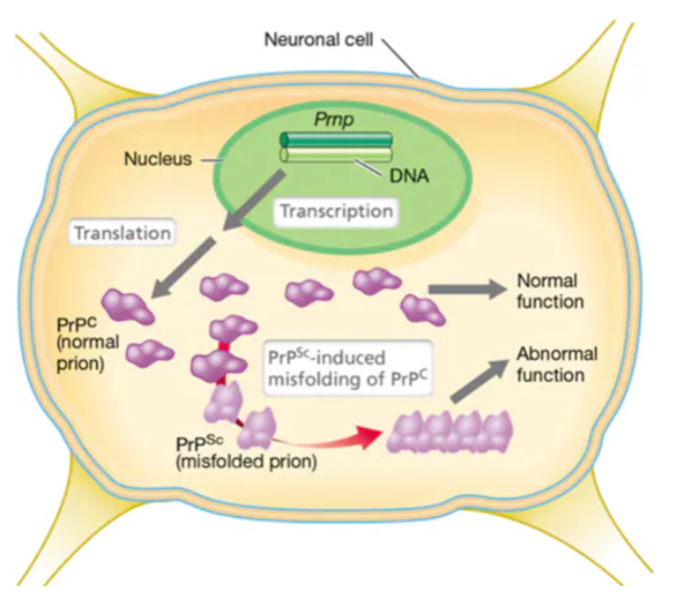 <ul><li><p><span>The host contains a gene, Prnp (Prion protein), is primarily found in neurons (especially the brain)</span></p></li><li><p><span>Native form of the prion PrP<sup>C</sup> (prion protein Cellular)</span></p></li><li><p><span> Pathogenic form of the prion protein is <strong>PrP<sup>Sc</sup> </strong>(prion protein Scrapie)</span><br><span>• Identical amino acid sequence to native form, but has a different conformation</span><br><span>• The pathogenic prion “replicates” by converting preexisting native prions into the pathogenic form.</span></p><p><br></p></li></ul><p></p>