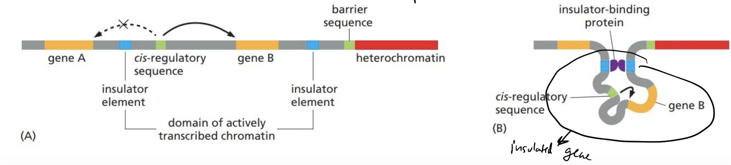 <p><strong>Insulators</strong></p><ul><li><p>elements on either sides of the cis-regulatory sequence and its gene</p></li><li><p>bind together to form a loop and stops interactions with other genes</p></li></ul>