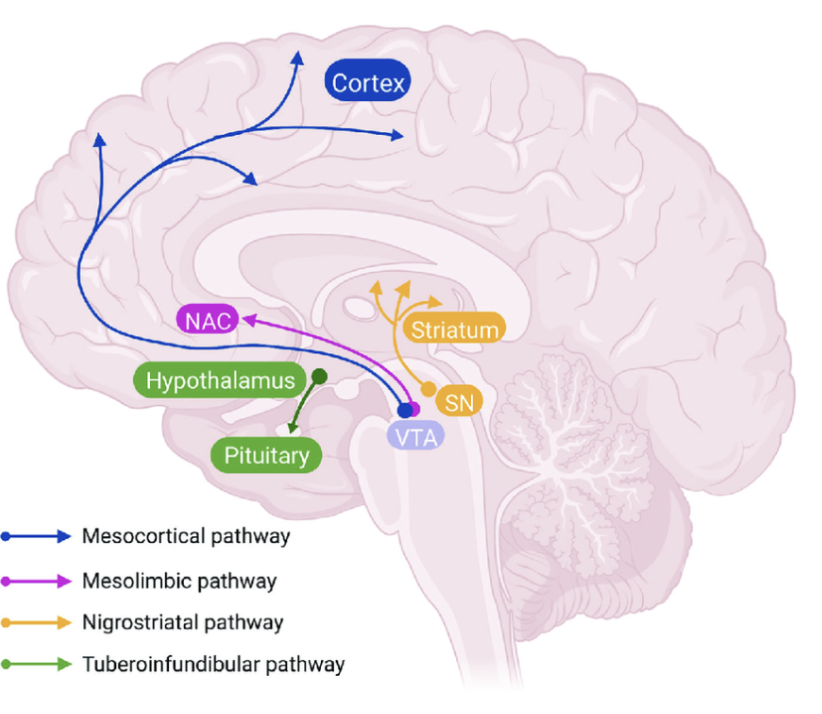 <ul><li><p><strong>Nigrostriatala banan</strong>: Från substantia nigra till striatum. Styr motorik.</p></li><li><p><strong>Mesolimbiska banan</strong>: Från VTA till ventrala striatum (nucleus accumbens och limbiska systemet). Styr belöning, motivation och njutning. </p></li><li><p><strong>Mesokortikala banan</strong>: Från VTA till PFC. Ansvarar för kognition (DLPFC) och emotion/motivation (VMPFC).</p></li><li><p><strong>Tuberoinfundibulära banan</strong>: Från hypothalamus till hypofys. Inhiberar produktion av prolaktin.</p></li></ul><p></p>