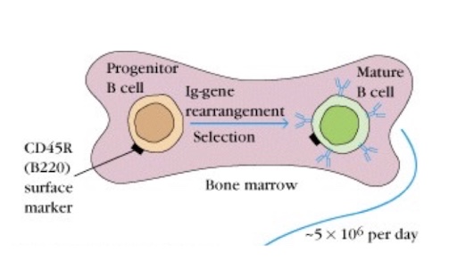 <p>negative selection</p>