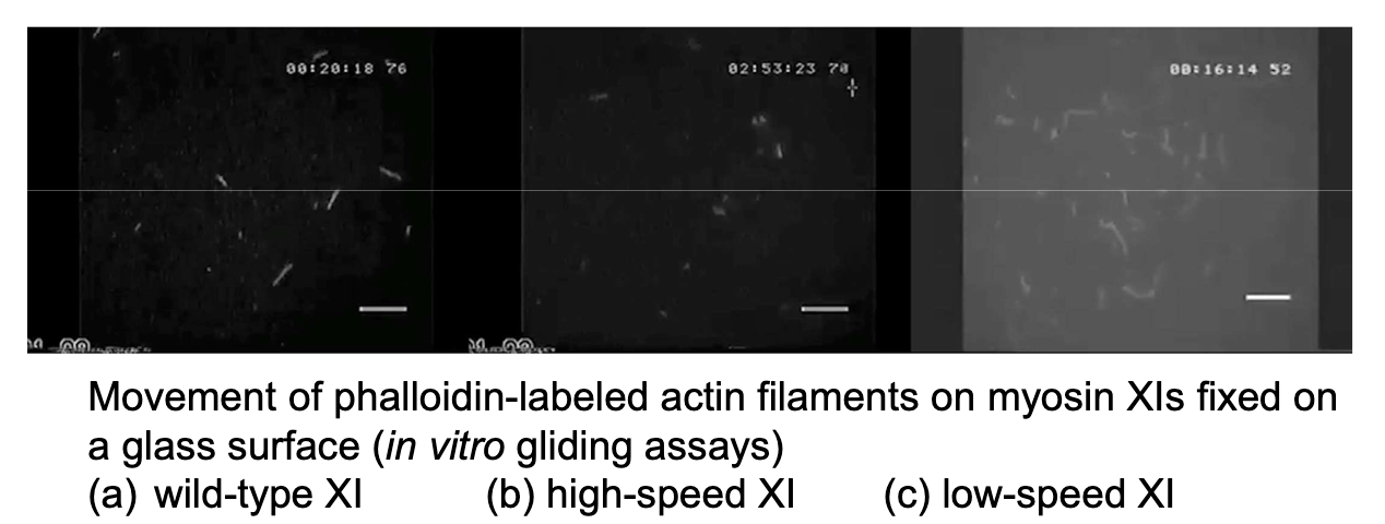 <p>Wild-type, high-speed, and low-speed myosins have distinct velocities affecting filament movement.</p>