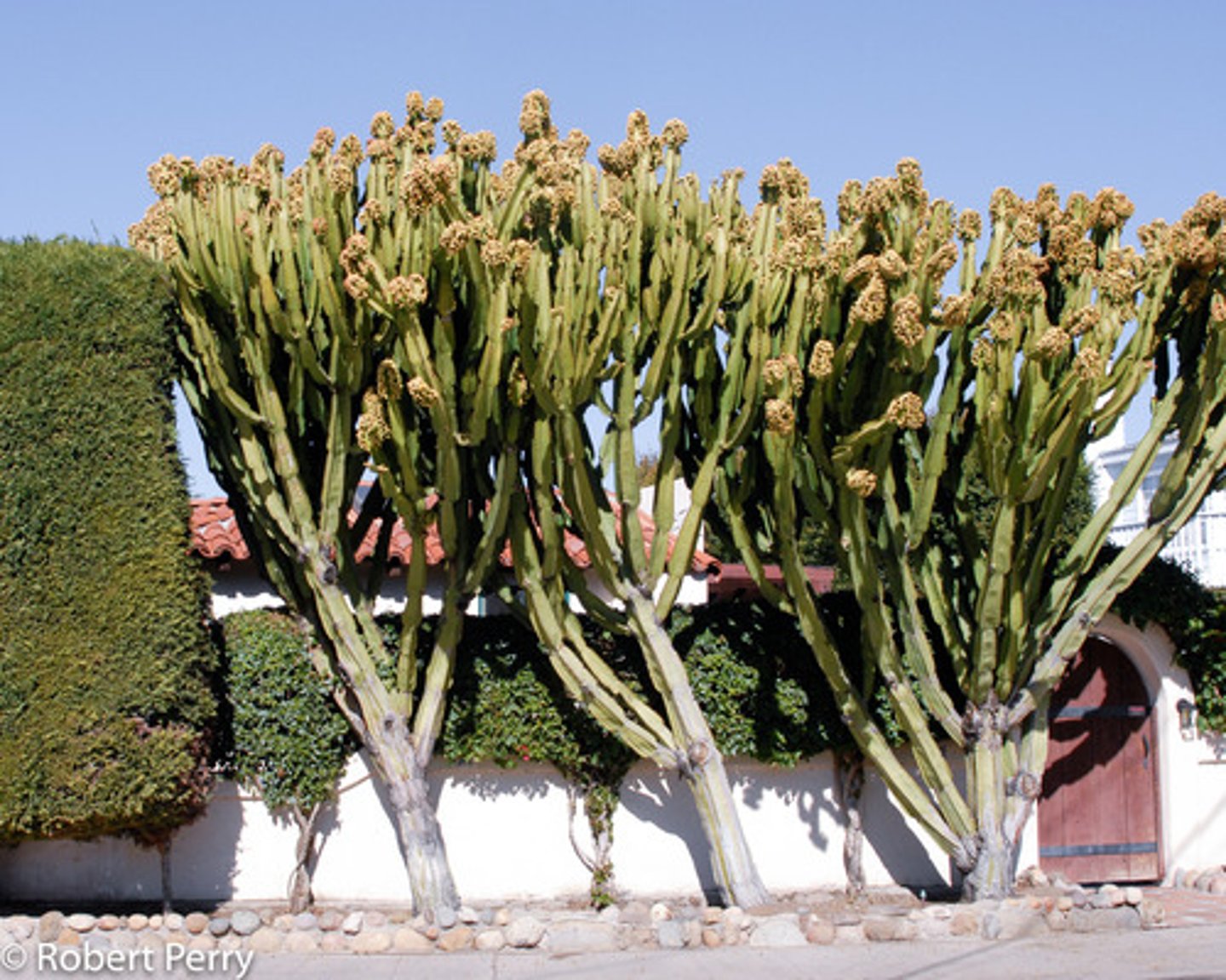 <p>Candelabra Tree; member of the spurge family; native to Africa</p>