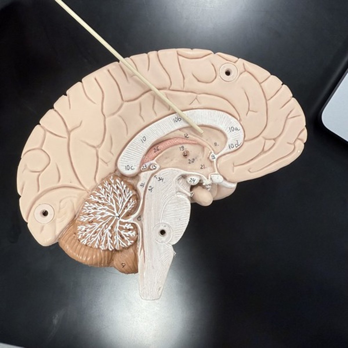 <p>What is this structure?</p>