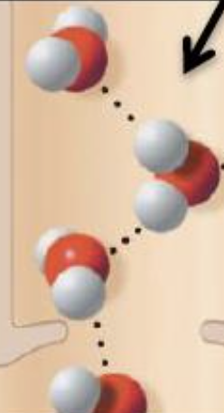 <p>the attraction between molecules of the same substance</p>