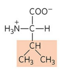 <p>Abbreviation: Val, V</p>