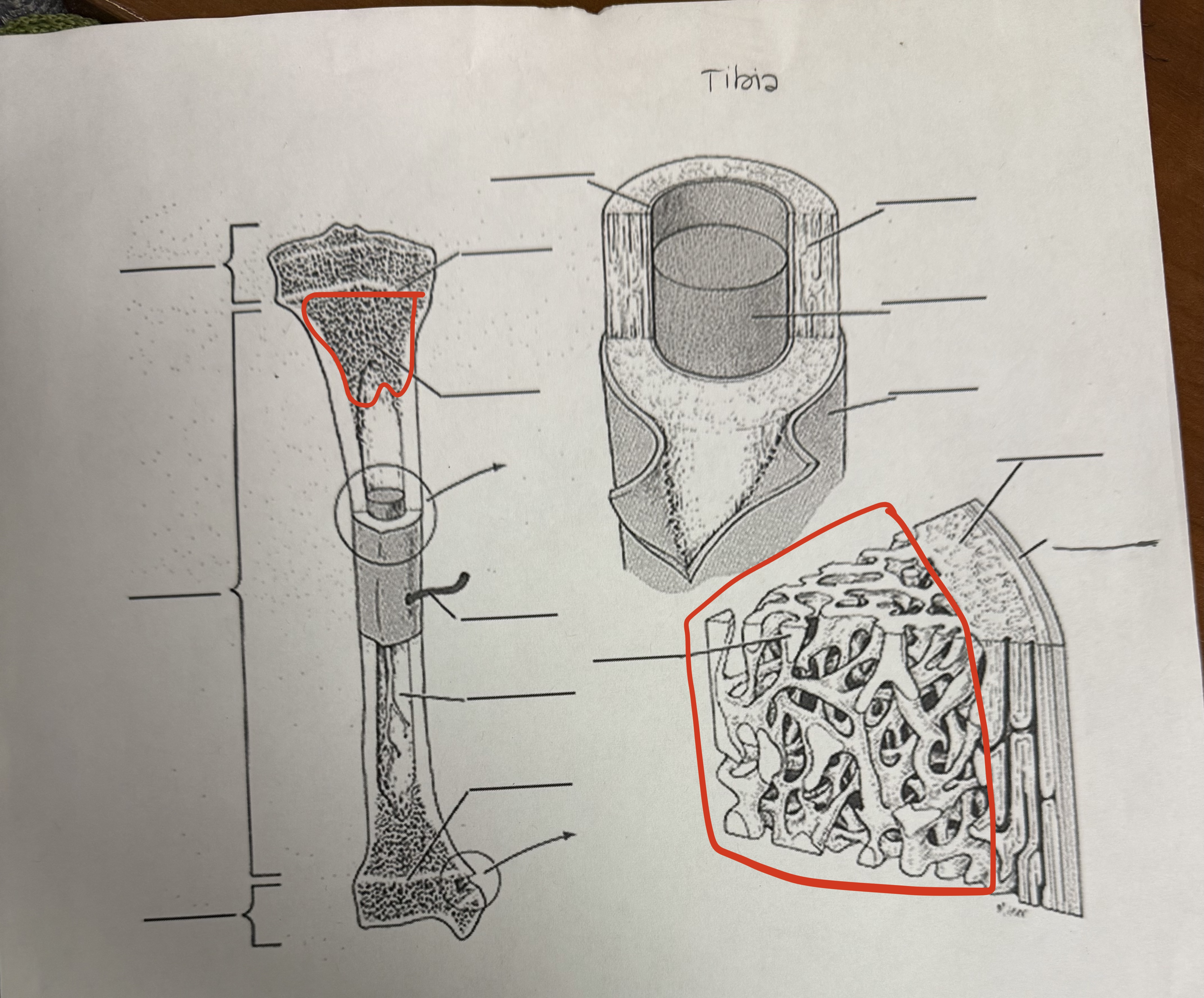 <p>Spongy Bone</p>