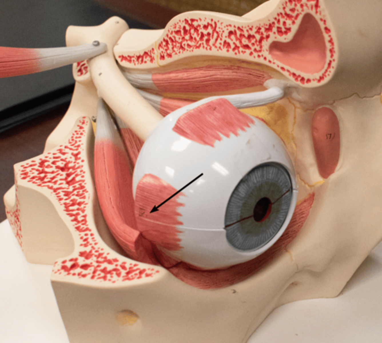 <p>muscle of the eye responsible for moving eye outward; allows for the movement of the pupil toward the ear</p>