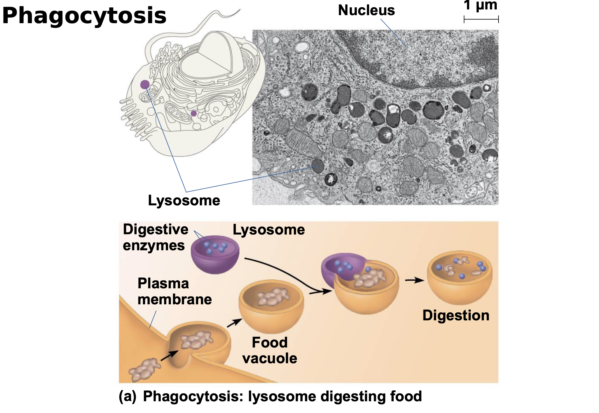 .Some types of cell can engulf another cell by phagocytosis; this forms a food vacuole \n .A lysosome fuses with the food vacuole and digests the molecules