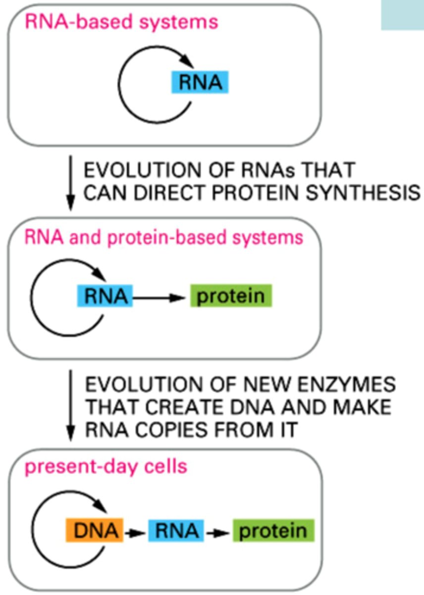 <p>· They are enzymes that can use RNA templates to make DNA & more RNA; they can also use DNA to make more DNA</p><p>· Such simple enzymes could have already existed when cells were first starting to form</p><p>· They could have been used in the earlier RNA World to create the first segments of DNA</p>