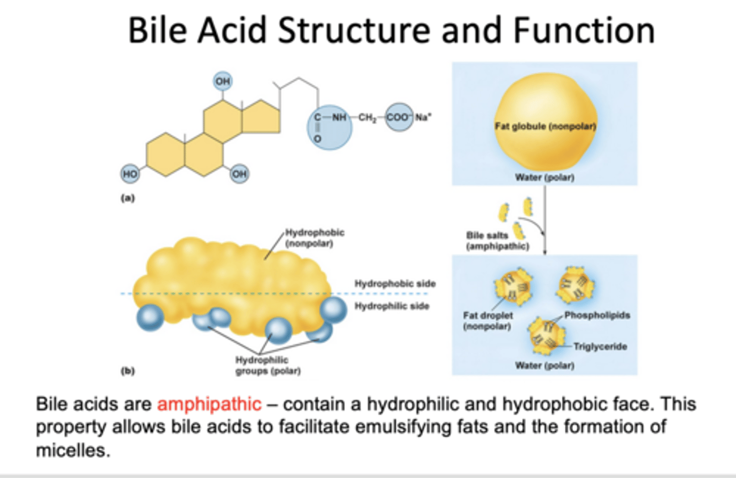 <p>C. Amphipathic</p>