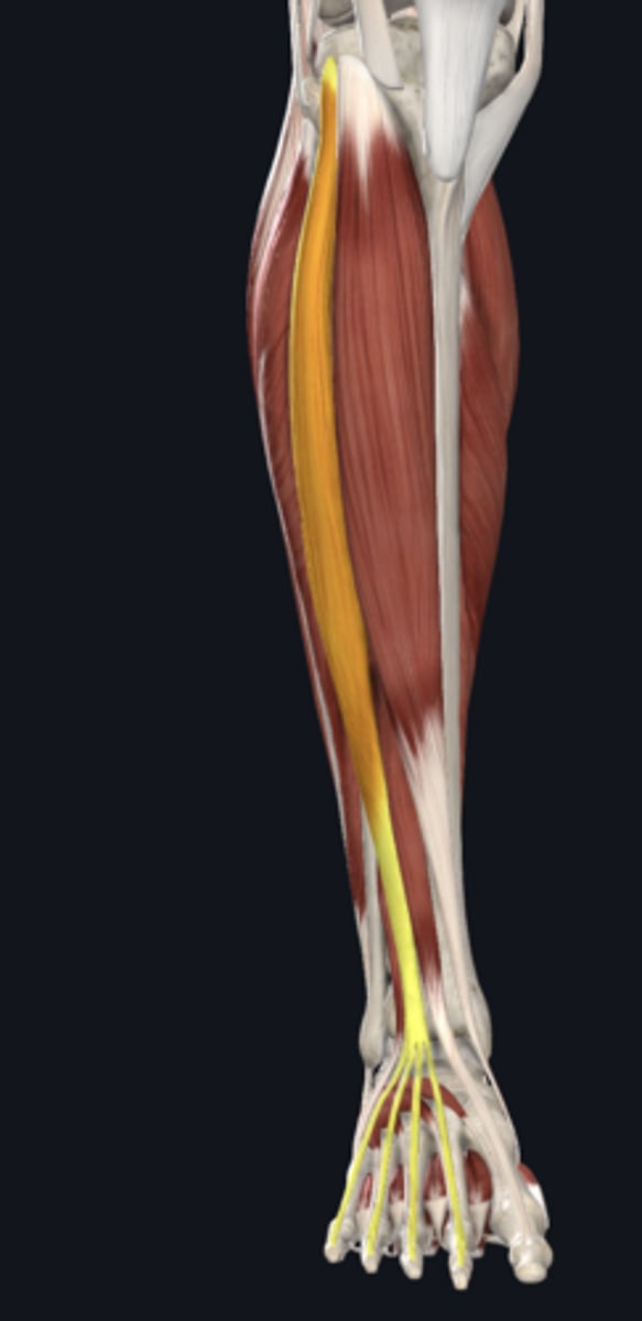 <p>prime mover of toe extension</p>