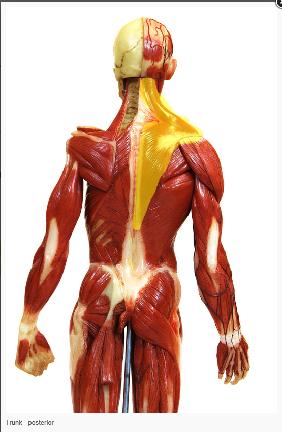<p>What is the Action of the Muscle Highlighted</p>
