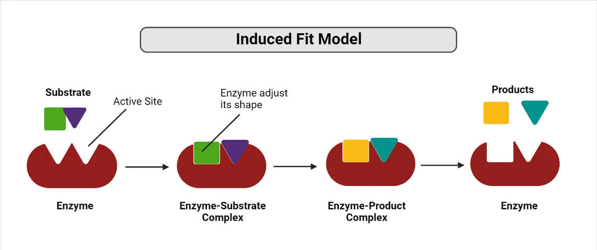 <ul><li><p>An enzyme has a cleft in its surface, called the active site. The substrate molecule does not have a complimentary shape</p></li><li><p>The enzyme changes shape slightly as substrate binds</p></li><li><p>enzyme-substrate complex is temporarily formed. The R groups of the amino acids in the active site interact with the substrate. </p></li><li><p>The substrate is broken apart and the two product molecules leave the active site without damaging the enzyme molecule.</p></li></ul>