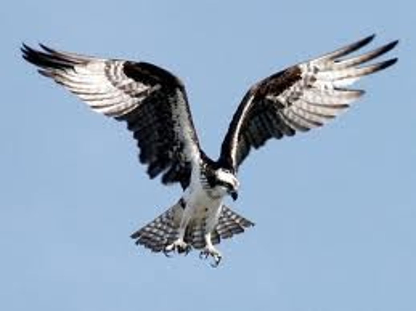 <p>Osprey</p>