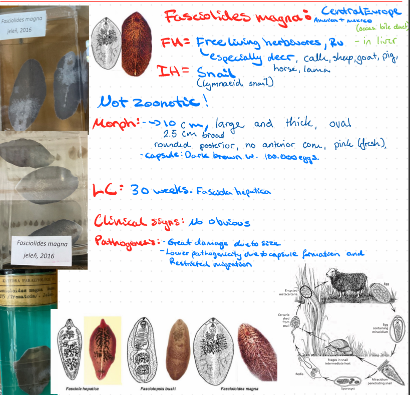 <p>Fascioloides magna - Trematode</p>
