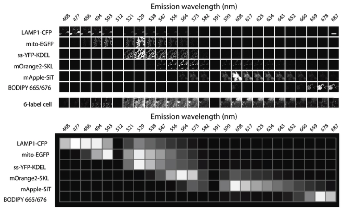 <ol><li><p>Each channel detects mix of signals from 6 fluorophores</p></li><li><p>here 26 simulatenous equations to find the 6 unknowns</p></li></ol><p></p>