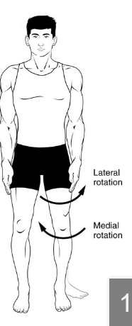 <p>synonymous with external vs internal rotation</p>