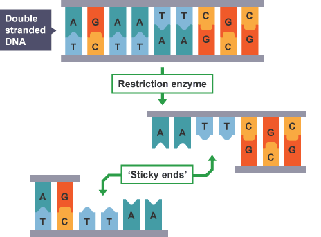 <ul><li><p>are staggered symmetrical cuts (done by restrictive enzymes) that leave short tails</p></li><li><p>4 to 5 bases on each strand</p></li></ul>