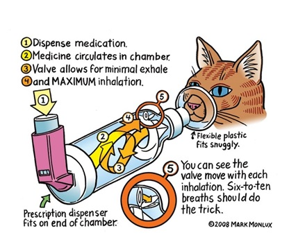 <p>Oxygen, corticosteroids, bronchodilators, mucolytics, and broad-spectrum antibiotics</p>