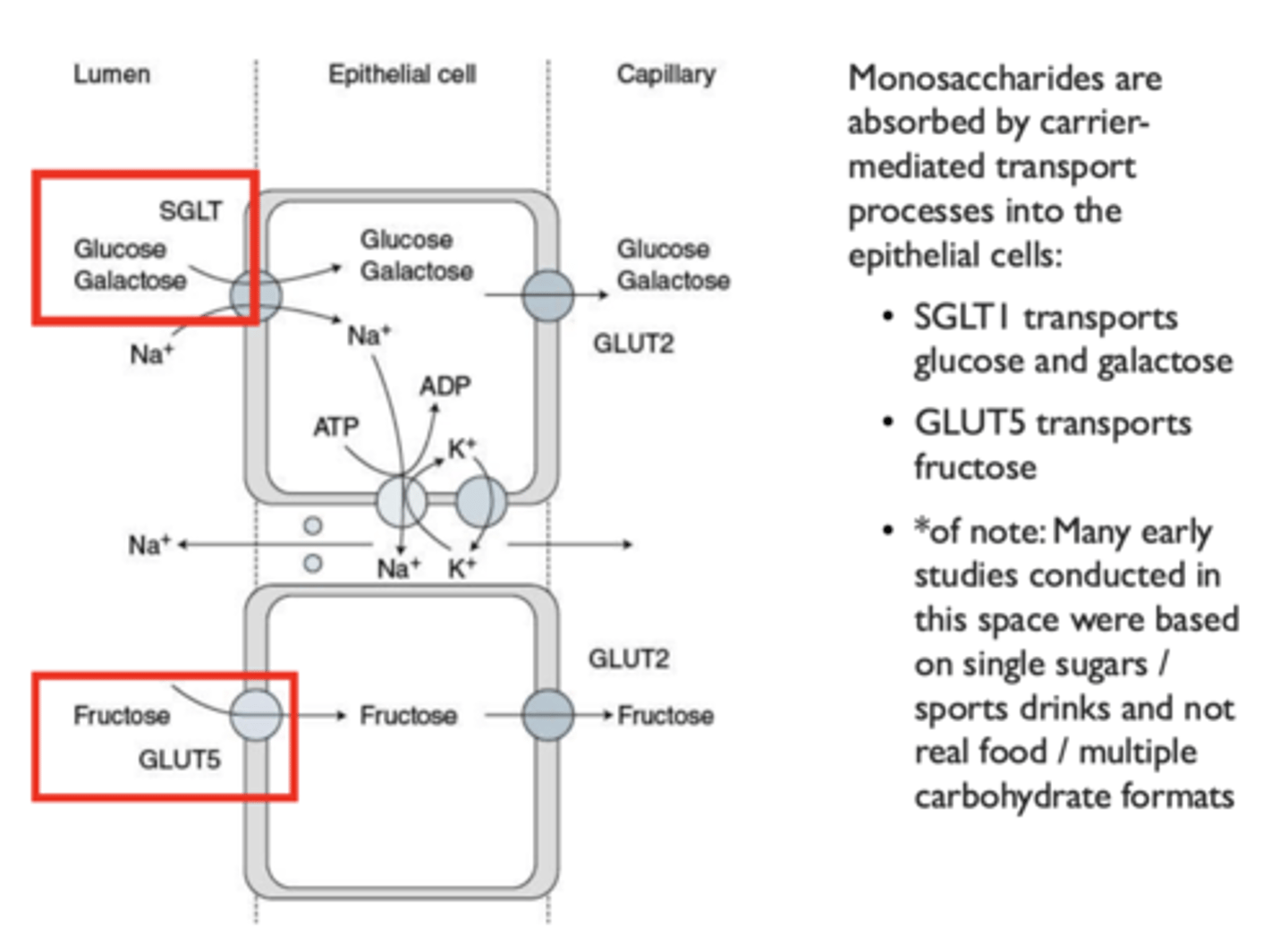 <p>• SGLT1: </p><ul><li><p> transports glucose and galactose</p></li><li><p>has limited capacity</p></li></ul><p>• GLUT5 transports fructose</p>