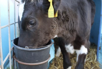 <p>young calves with sudden free access to drinking water</p><p>rapid ingestion of large amounts of water--> marked tonicity change of body fluids--> osmotic lysis of RBCs</p>