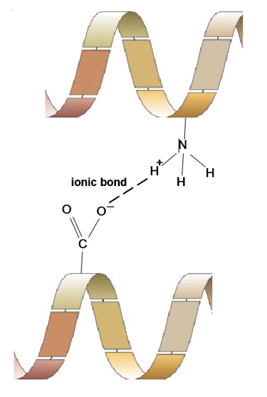 <ul><li><p>forms between an R group with full -charge and one with full +charge</p></li><li><p>bond can be broken by a change in pH</p></li></ul><p></p>