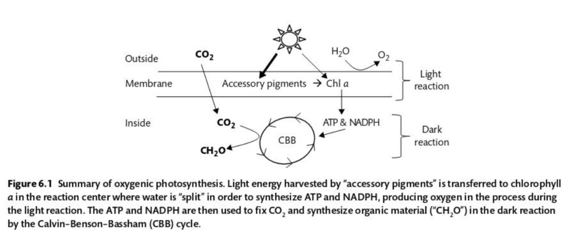 <p>Light = energy source</p><p>CO2 = source of C</p><p>H2O = source of electrons</p><p>Light harvested by accessory pigments is transferred to chlorophyll <em>a </em>where the water is “split” to synthesize ATP and NADPH, a reaction that produces oxygen. ATP and NADPH are then used to fix CO2 to produce organic material.</p>