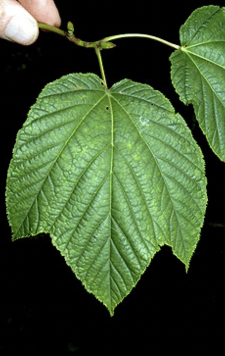 <p>opposite, goosefoot</p>