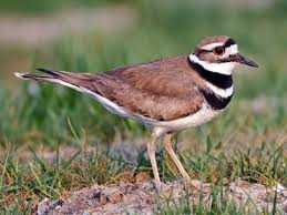 <p>What bird is this?</p>