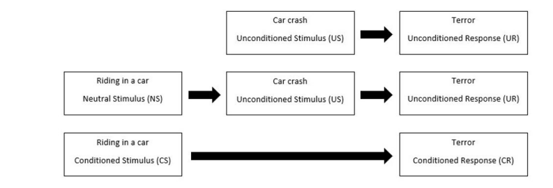 <p>strong, irrational fear of a specific object, activity, situation </p><ul><li><p>(w/ a strong response, only one pairing is needed) </p></li><li><p>potentially harmful associations r learned v quickly (taste aversion in food conditioning) </p></li></ul><p></p>