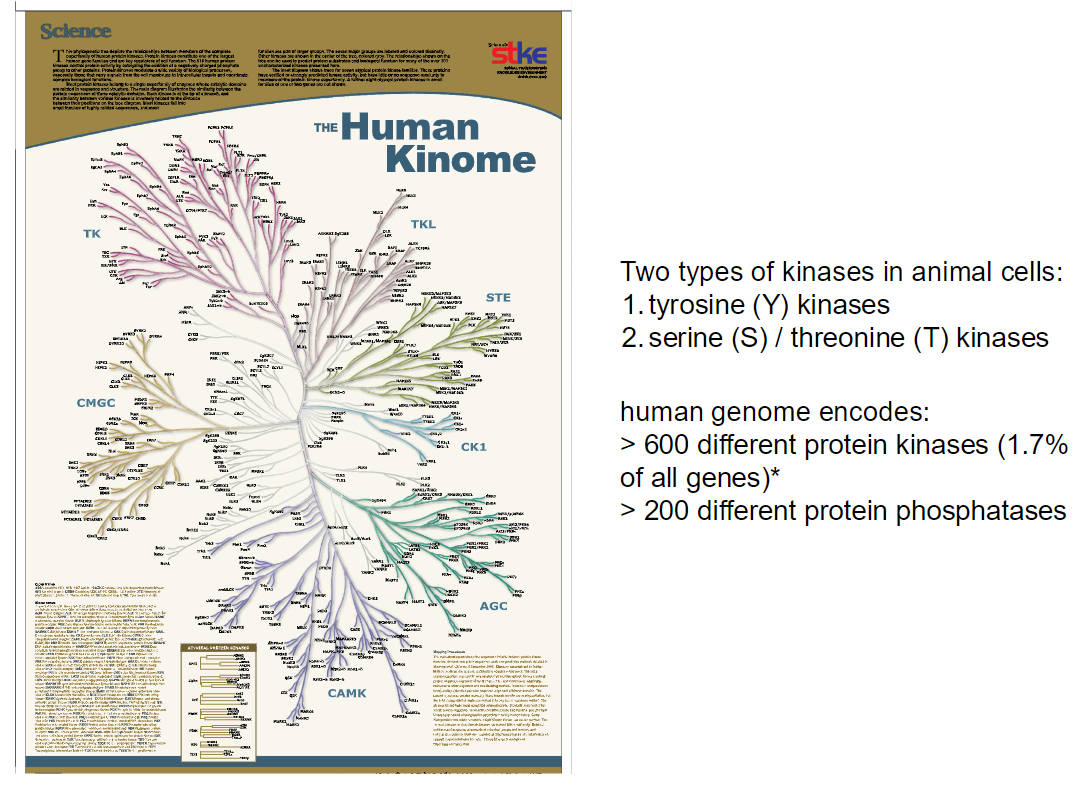 <p><strong>Kinase Types</strong><br> Two main types of protein kinases in animal cells:<br>  Tyrosine (Y) kinases<br>  Serine (S) / Threonine (T) kinases</p><p><strong>Human Genome</strong><br> Encodes more than <strong>600 different protein kinases</strong> (~1.7% of all genes)<br> Encodes over <strong>200 different protein phosphatases</strong></p><p><strong>Overview</strong><br> Kinases add phosphate groups to proteins, regulating their activity<br> Phosphatases remove phosphate groups, reversing kinase effects<br> Together, they control cellular signaling pathways precisely</p>