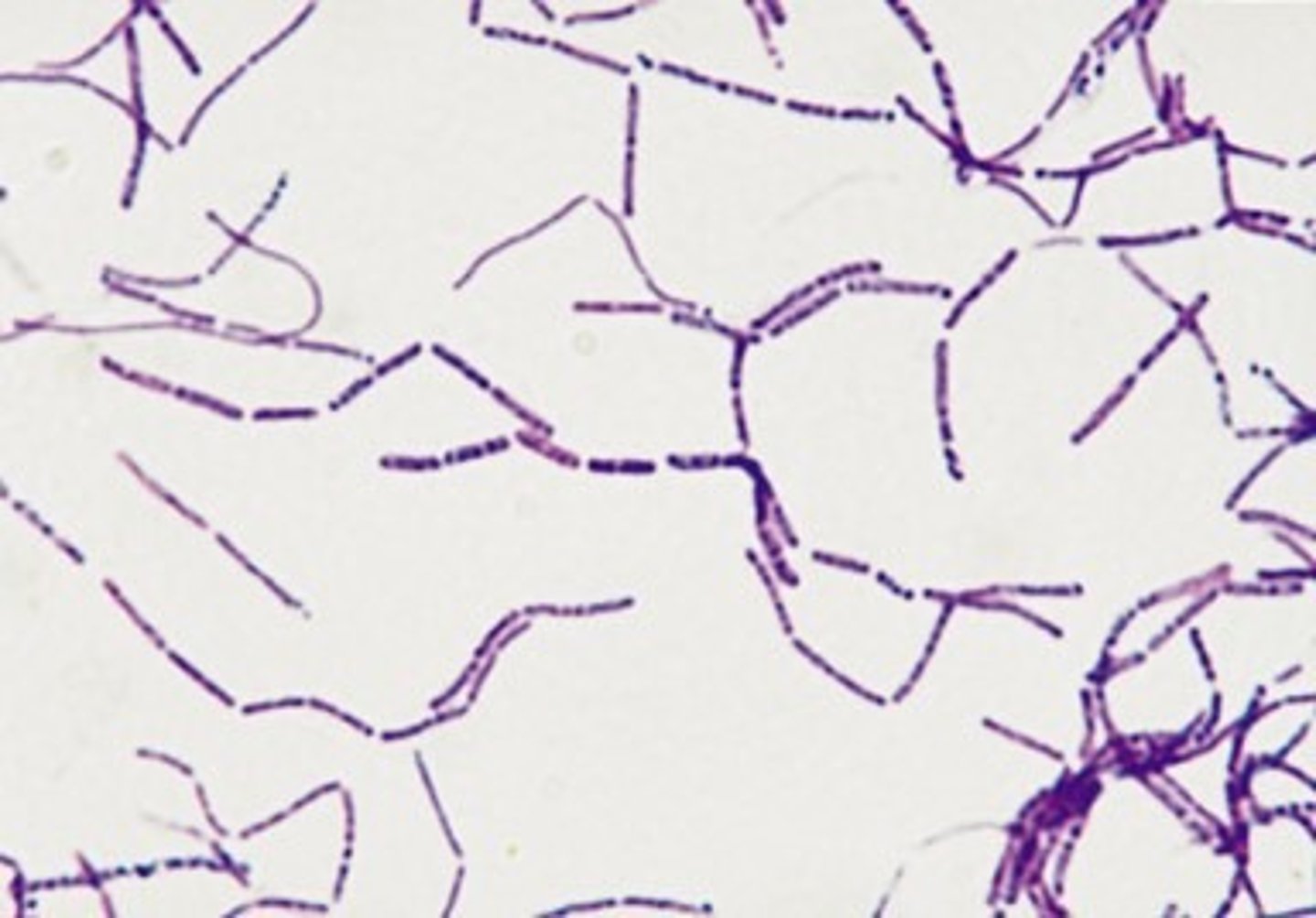 <p>chain of rods</p>